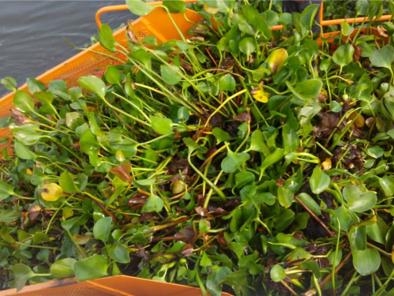 سفينة تنظيف المياه الأوتوماتيكية / حصادة الأعشاب المائية / قارب كاشط للنفايات